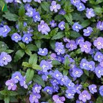 VERONICA pedoncularis Georgia blue