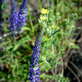 VERONICA spicata Anniversary Bleu