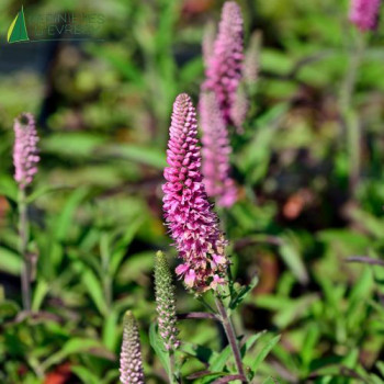 VERONICA spicata Anniversary Rose