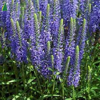 VERONICA spicata Inspire Blue