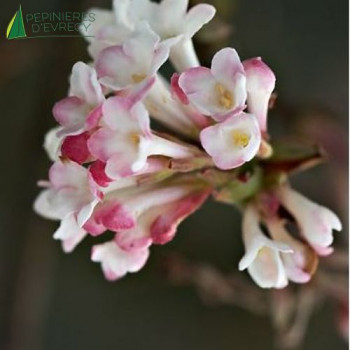 VIBURNUM botnantense Charles lamont 40/60 Cont.3/4 L 