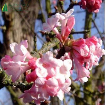 VIBURNUM botnantense Dawn 40/60 Cont.3/4 L 