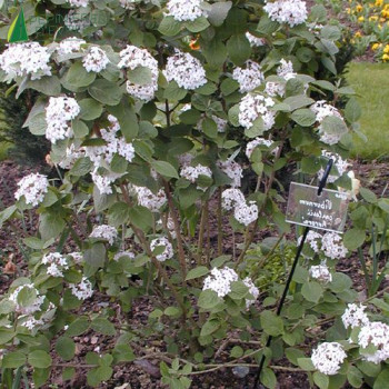 VIBURNUM carlesii Aurora