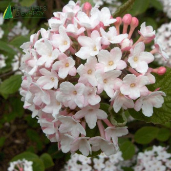 VIBURNUM carlesii Juddii