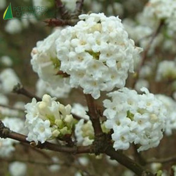 VIBURNUM farreri Candidissimum