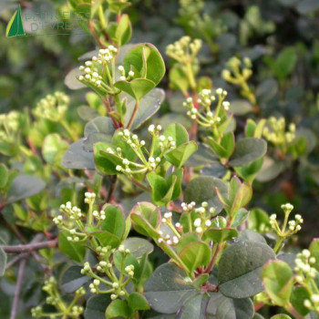 VIBURNUM harryanum