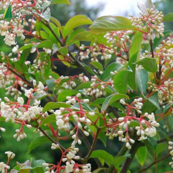 VIBURNUM hillieri Winton