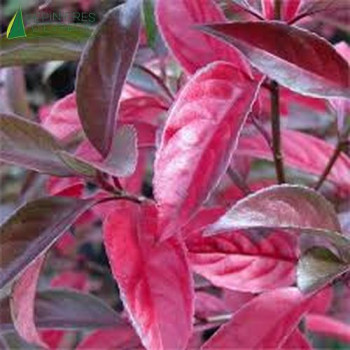 VIBURNUM Le Bois Marquis