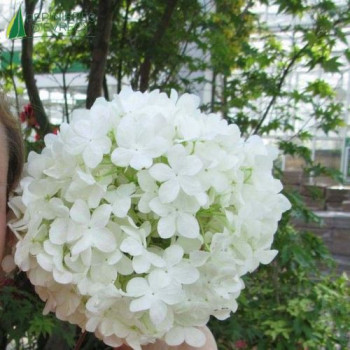 VIBURNUM macrocephalum Fortuna