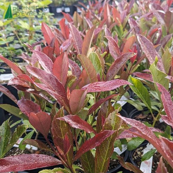 VIBURNUM odoratissimum Coppertop
