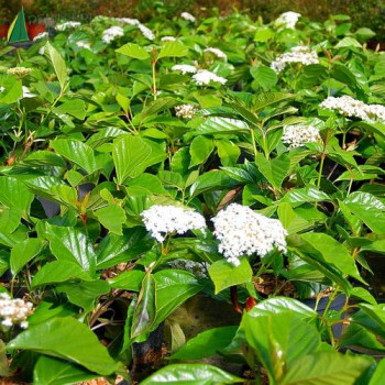 VIBURNUM odoratissimum Awabuki