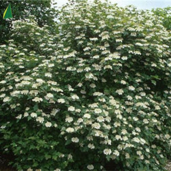 VIBURNUM opulus Compactum