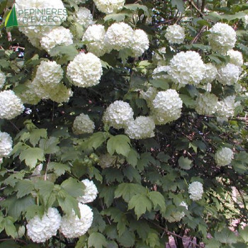 VIBURNUM opulus Roseum 40/60 Cont.3/4 L 