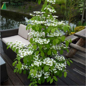VIBURNUM plicatum Kilimandjaro