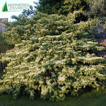 VIBURNUM plicatum Mariesii 100/125 Cont.15/20 L 