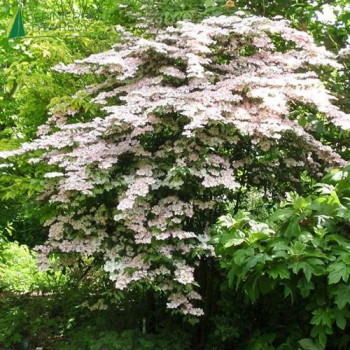 VIBURNUM plicatum Molly Schroeder