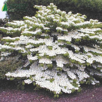 VIBURNUM plicatum Shasta