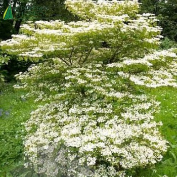 VIBURNUM plicatum Watanabe