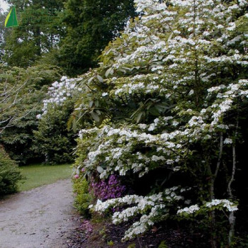 VIBURNUM plicatum Pink beauty