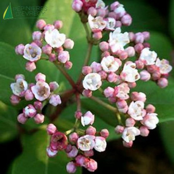 VIBURNUM tinus Eve price
