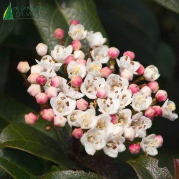 VIBURNUM tinus Lisarose 30/40 Cont.2/2.5 L 
