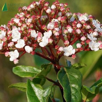 VIBURNUM tinus purpurea