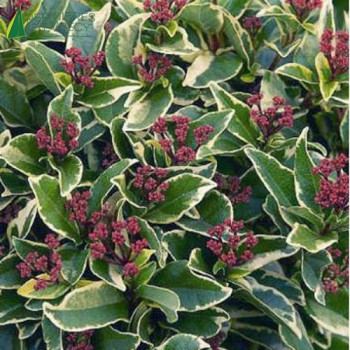 VIBURNUM tinus Variegatum