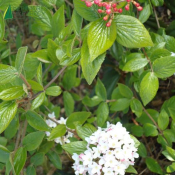 VIBURNUM burkwoodii 40/50 Cont.3/4 L 