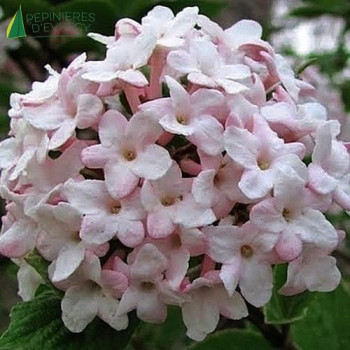VIBURNUM carlesii