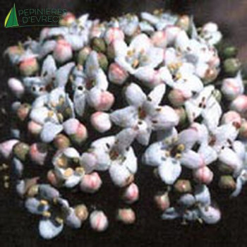VIBURNUM Chesapake 100/125 Cont.15/20 L 