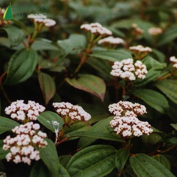 VIBURNUM davidii 30/35 Cont.3/4 L 