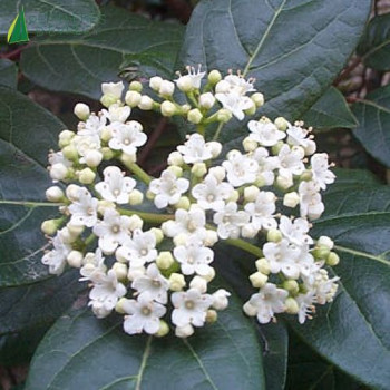 VIBURNUM tinus