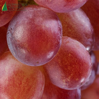 VIGNE grand cep Moscatel