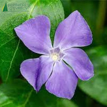 VINCA major