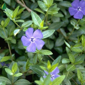VINCA minor