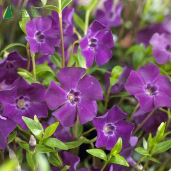 VINCA minor Atropurpurea