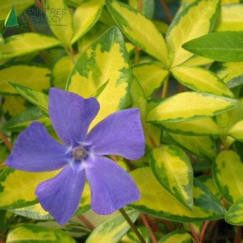 VINCA minor Illumination  Cont.3/4 L 