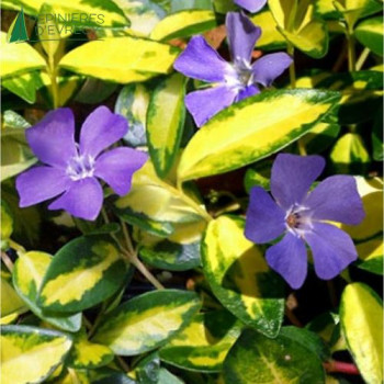 VINCA minor Imagine
