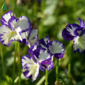 VIOLA pubescens Rebecca Cawthorne
