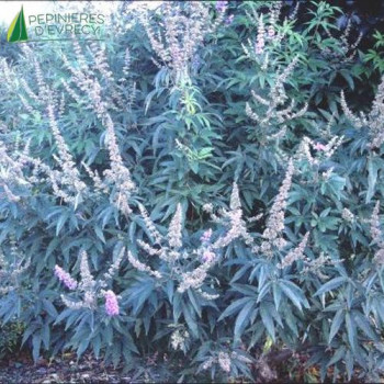 VITEX agnus-castus F. latifolia