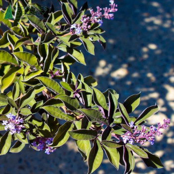 VITEX trifolia Purpurea