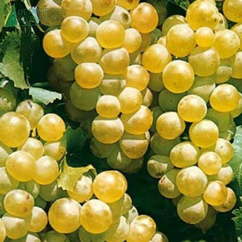 VIGNE DE TABLE  Chasselas doré 100/125 Cont.5/7.5 L 