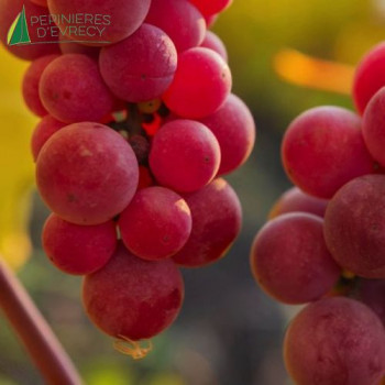 VIGNE de table Chasselas rose
