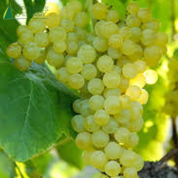 VIGNE de table Lakemont