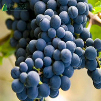 VIGNE DE TABLE  Muscat de hambourg 40/60 Cont.2/2.5 L 
