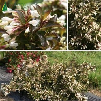 WEIGELA Black and white