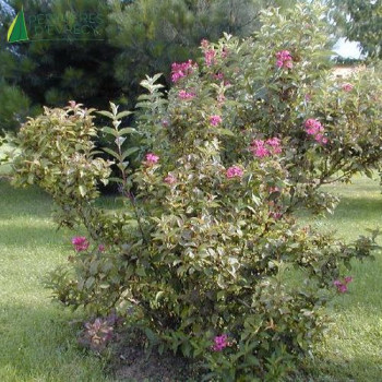 WEIGELA  Bristol ruby 60/80 Cont.3/4 L 