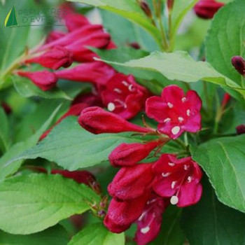 WEIGELA florida 'All summer red'