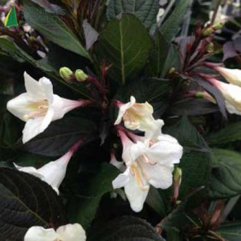 WEIGELA 'Ebony and Ivory'