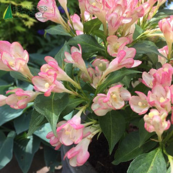 WEIGELA florida All Summer Peach